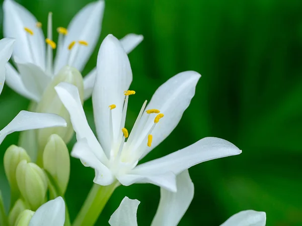 Cardwell Lily Veya Kuzey Noel Zambak Çiçeği Proiphys Amboinensis Çiçeklenme — Stok fotoğraf
