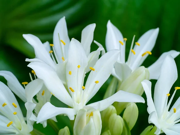Cardwell Lily Eller Northern Christmas Lily Flower Proiphys Amboinensis Blomstrer – stockfoto