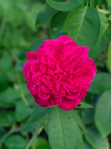 Tmavě Růžové Damaškové Růže Květ Rosa Damascena — Stock fotografie