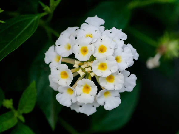 Nahaufnahme Von Lantana Camara Blume — Stockfoto