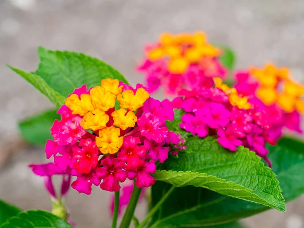 Blisko Lantana Camara Kwiat — Zdjęcie stockowe
