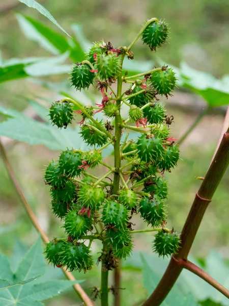 Close Ricinus Communis Seeds Tree — Stock Photo, Image