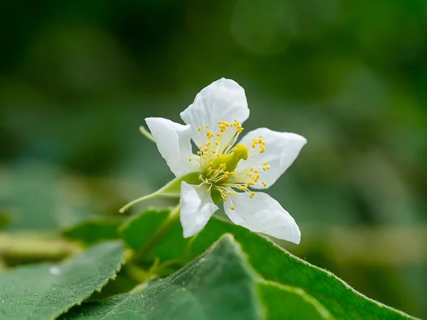 Close Jamaican Cherry Flower Muntingia Calabura — Stock Photo, Image