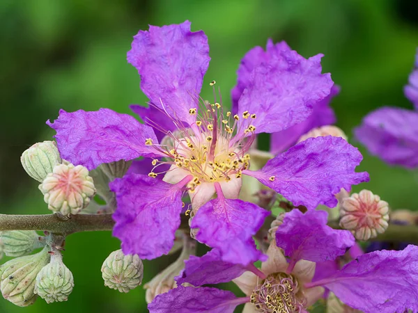 Zbliżenie Kwiatów Królowej Lagerstroemia Speciosa — Zdjęcie stockowe