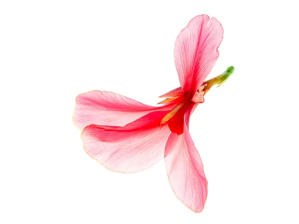 白を背景にピンクのインドのショット花 カンナ指標 — ストック写真