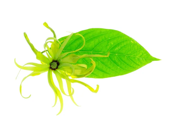 Zbliżenie Kwiatu Ylang Ylang Karzeł Liści Cananga Fruticosa Białym Tle — Zdjęcie stockowe