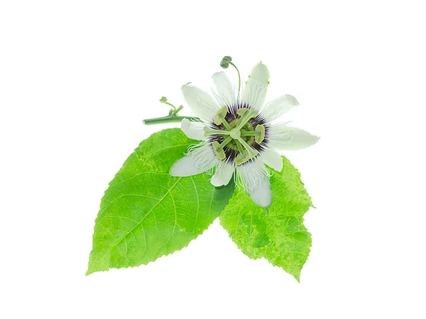 White Passiflora Edulis Flower Leaves White Background — Stock Photo, Image