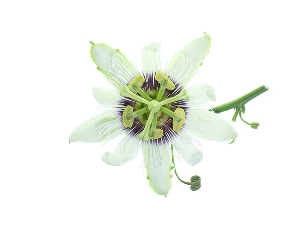 Fleur Blanche Passiflora Edulis Sur Fond Blanc — Photo