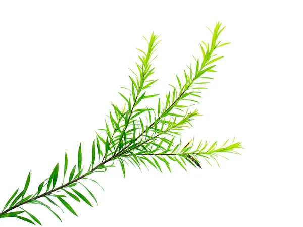 Melaleuca Bracteata Foglie Sfondo Bianco — Foto Stock