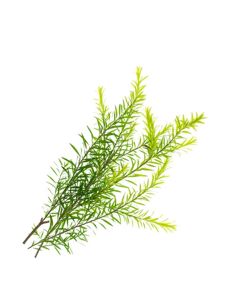 Melaleuca Hyloconis Lämnar Vit Bakgrund — Stockfoto