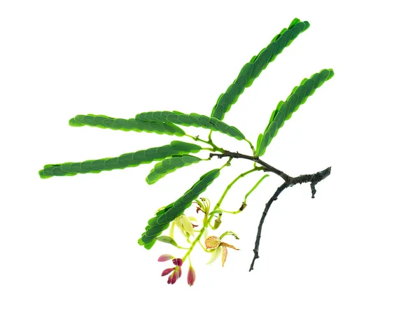 Tamarind Flower Leaves White Background Tamarindus Indica — Stock Photo, Image