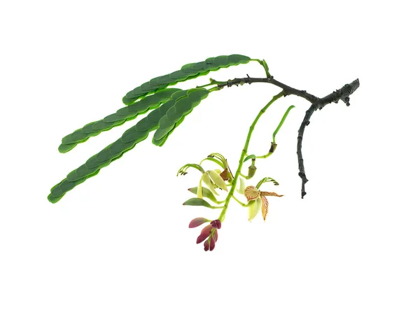 Tamarind Flower Leaves White Background Tamarindus Indica — Stock Photo, Image