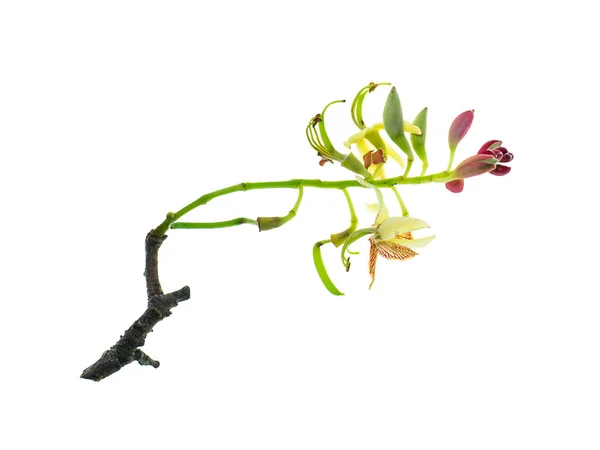 Цветок Тамаринды Белом Фоне Tamarindus Indica — стоковое фото