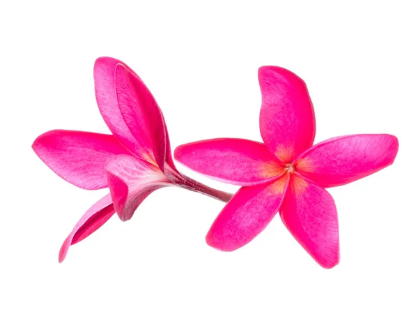 白地にピンクのプルメリア花 プルメリア のクローズ アップ — ストック写真