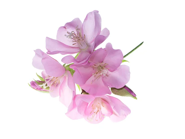 Chiudi Rosa Dombeya Fiore Sfondo Bianco — Foto Stock