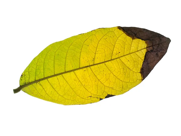 Yellow Leaves Dry White Background — Stock Photo, Image