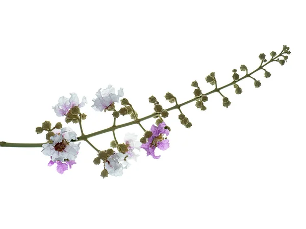 Close Queen Flower Lagerstroemia Speciosa — стоковое фото