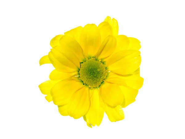 Sarı Kasımpatı Çiçeği Kapatmak — Stok fotoğraf