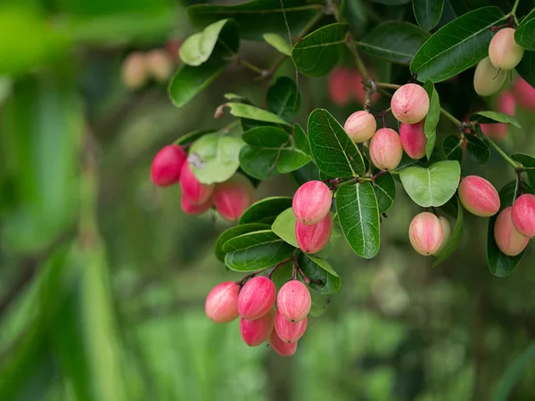 Carissa carandas meyve ağacı yaprakları ile üzerinde