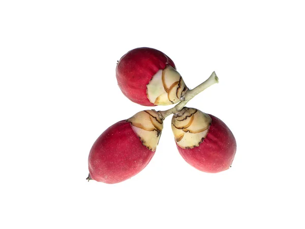 Закрыть Красные Пальмовые Плоды Белом Фоне Veitchia Merrifi — стоковое фото
