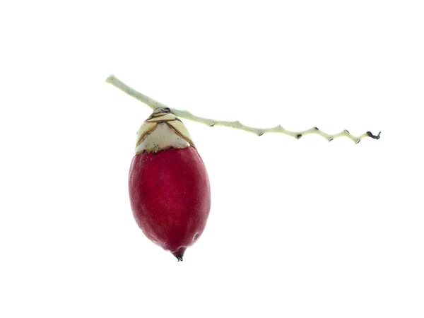 Veitchia Merrillii 배경에 빨간색 마닐라 과일의 클로즈업 — 스톡 사진