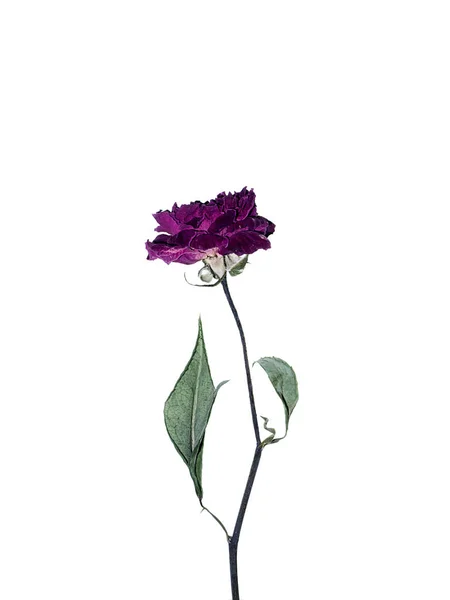 Trockenes Dunkelrosa Der Damastrose Blume Rosa Damascena — Stockfoto