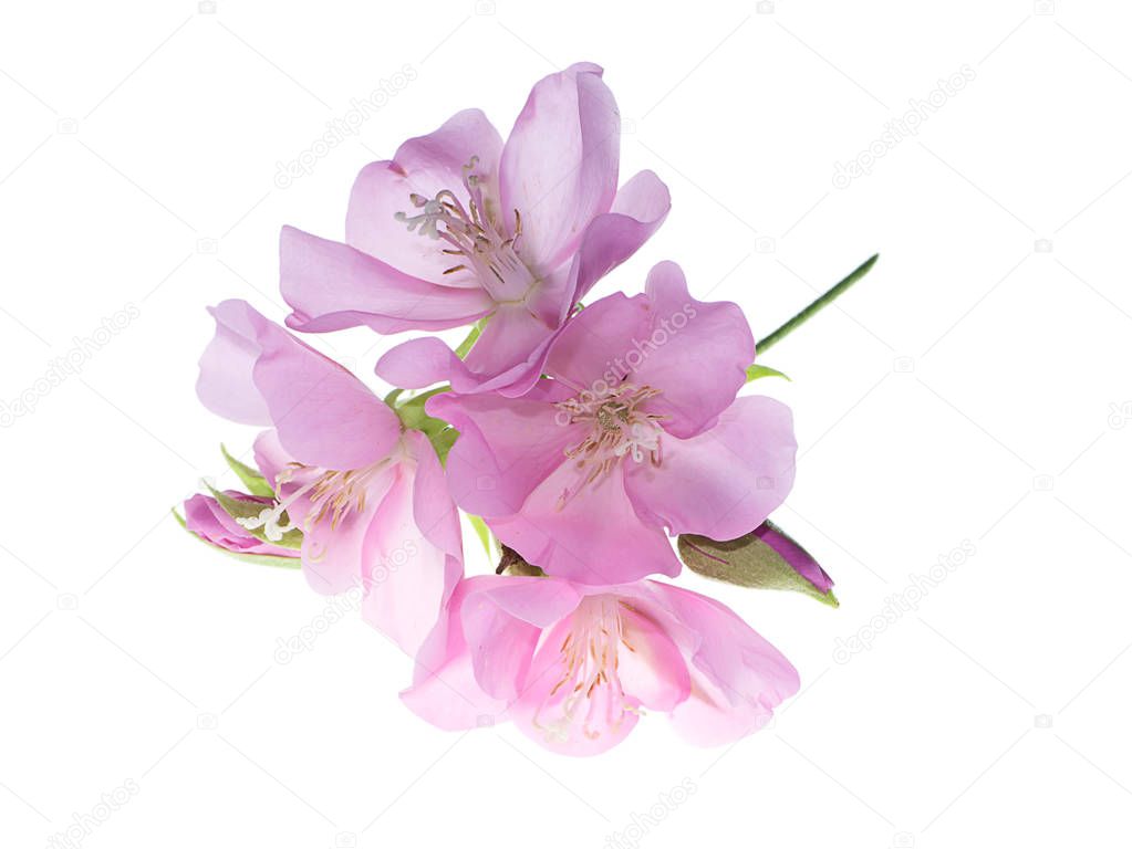 Close up Pink Dombeya flower on white background.