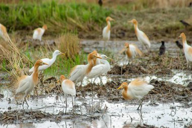 Sığır balıkçıl kuş üreme mevsiminde mantoyu rengini değiştirme var. (Bubulcus Ibis)