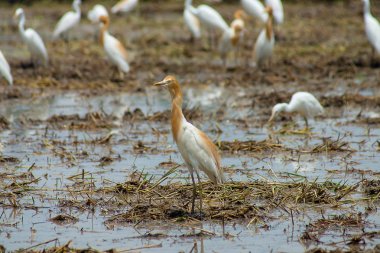 Sığır balıkçıl kuş üreme mevsiminde mantoyu rengini değiştirme var. (Bubulcus Ibis)