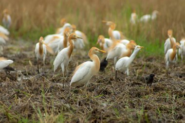 Sığır balıkçıl kuş üreme mevsiminde mantoyu rengini değiştirme var. (Bubulcus Ibis)