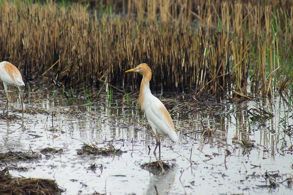 Koereiger Vogel Verandert Kleur Van Vacht Het Broedseizoen Bubulcus Ibis — Stockfoto