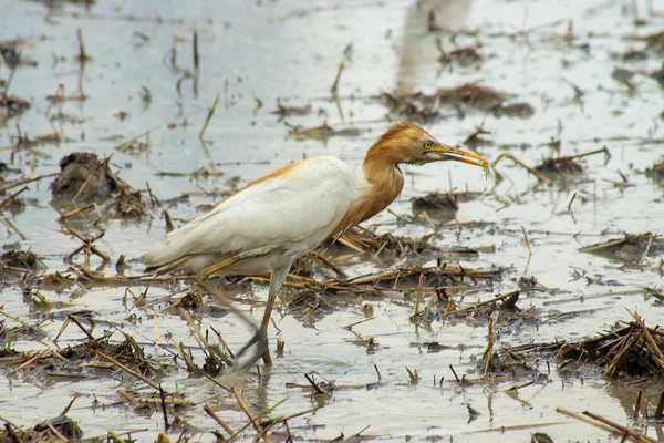 Změnit Barvu Srsti Chovné Sezóně Bubulcus Ibis Procházky Bahně Pták — Stock fotografie