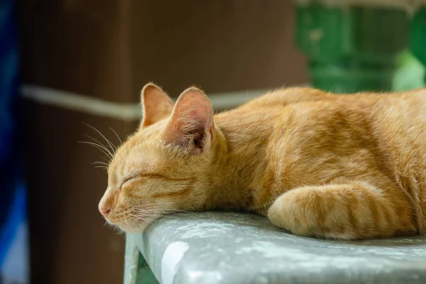 Gato Amarelo Está Dormindo — Fotografia de Stock