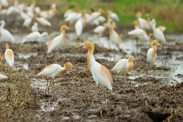 Bovini Egret Uccello Cambiare Colore Del Mantello Nella Stagione Riproduttiva — Foto Stock