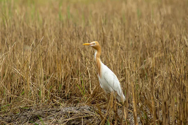 Ave Garza Bovina Cambiar Color Del Pelaje Temporada Reproducción Bubulcus — Foto de Stock