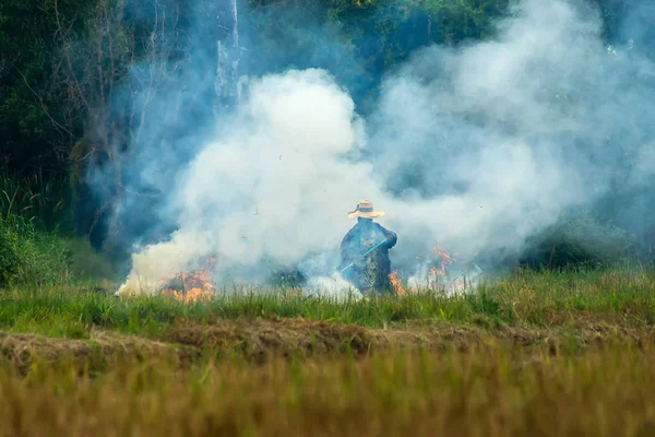 Gli Agricoltori Bruciano Paglia Nelle Risaie — Foto Stock