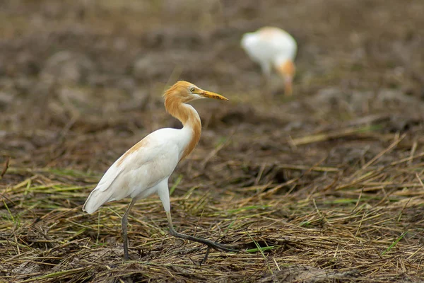 Cattle egret bird is Change the color of the coat in the breeding season. (Bubulcus ibis)