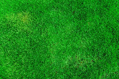 Stadyum taze ot kadar kapatın