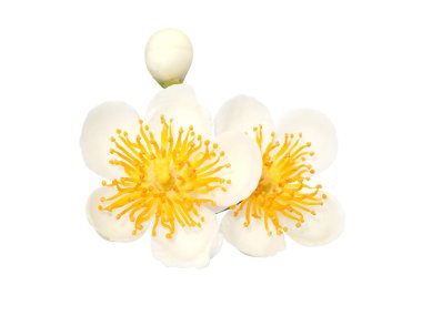 Kırpma yolu ile beyaz arka plan üzerinde beyaz vahşi çiçekler izole.