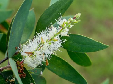 Melaleuca quinquenervia çiçek yakın çekim.