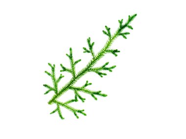 Close up of Creeping Club Moss. (Scientific name - Lycopodium clavatum Linn) on white background. clipart