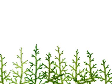 Kulüp Moss sürünen, yakın çekim. (Bilimsel adı - Lycopodium clavatum Linn) beyaz arka plan üzerinde.