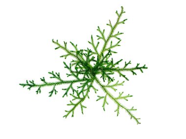 Close up of Creeping Club Moss. (Scientific name - Lycopodium clavatum Linn) on white background. clipart