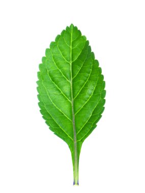 Brezilyalı çay yaprak beyaz arka plan üzerinde. (Stachytarpheta jamaicensis)