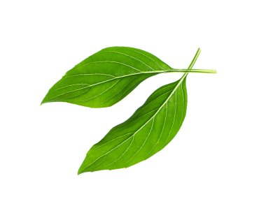 Beyaz arka planda tatlı Basil yaprakları. (Ocimum bazilika linn)