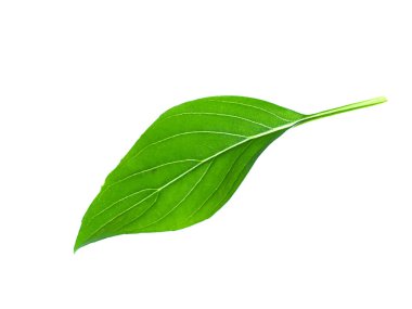 Beyaz arka plan üzerinde fesleğen yaprağı. (Ocimum basilicum Linn)