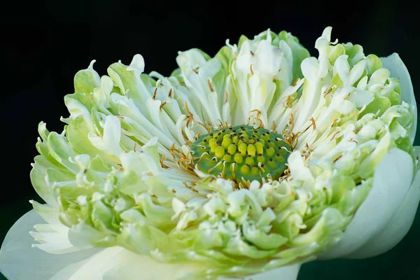 Zbliżenie Zielony Biały Kwiat Lotosu Ciemnym Tle — Zdjęcie stockowe