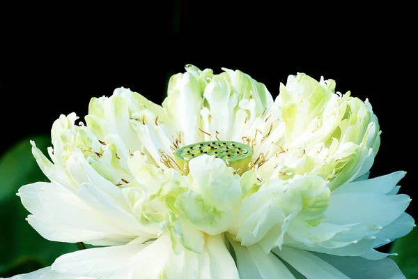 Green White Lotus Flower — Stock Photo, Image