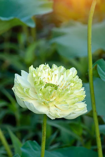 Fiore Loto Verde Bianco — Foto Stock