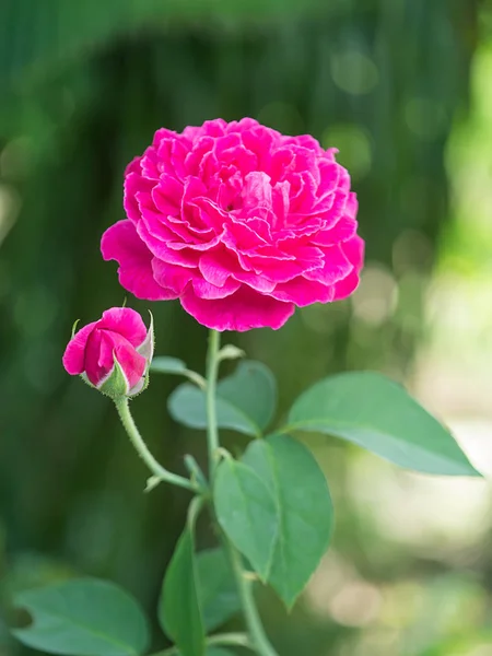Σκούρο Ροζ Damask Αυξήθηκε Λουλούδι Rosa Damascena — Φωτογραφία Αρχείου